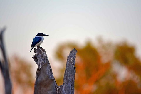 Ethical Adventures - Kakadu 2 Day- Max 10 Guests - Accommodation Great Ocean Road 4