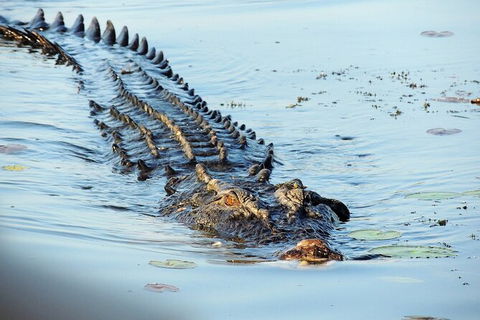 Ethical Adventures - Kakadu 2 Day- Max 10 Guests - Accommodation Great Ocean Road 8
