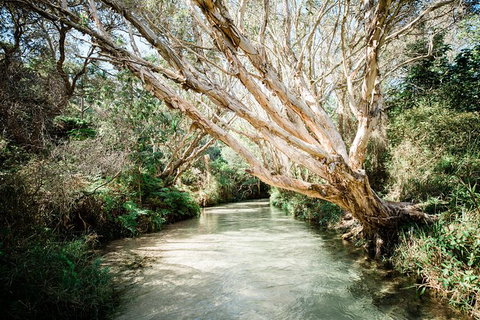 All-Inclusive Fraser Island Day Tour - Accommodation Great Ocean Road 5