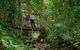 Daintree And Cape Tribulation Tour From Cairns - thumb 3