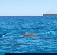 Noosa Wild Dolphin Safari - Accommodation Great Ocean Road