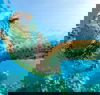 Guided Snorkel with Fish Tour at Cook Island Aquatic Reserve - Accommodation Great Ocean Road