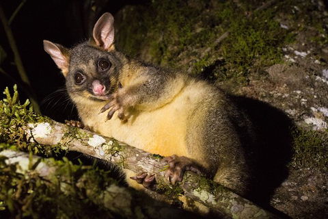 Daintree Afternoon Nocturnal Nature And Wildlife Tour - Accommodation Great Ocean Road 7