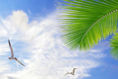 Airport Transfer - Mission Beach To Cairns Airport - Accommodation Great Ocean Road 4