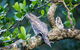 Daintree River Sunset Cruise - thumb 4