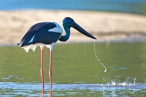 Daintree River Sunset Cruise - Accommodation Great Ocean Road 8