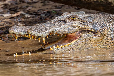 Daintree River Sunset Cruise - Accommodation Great Ocean Road 6