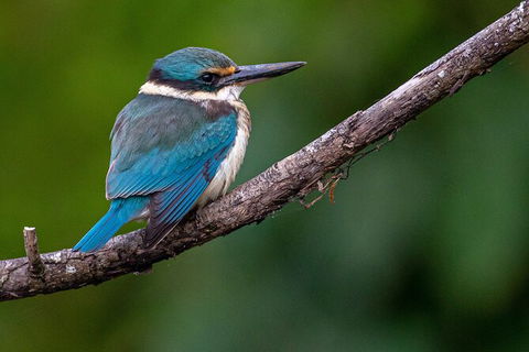 Daintree River Sunset Cruise - Accommodation Great Ocean Road 5
