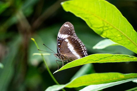 Daintree And Cape Tribulation Full Day Guided Tour - Accommodation Great Ocean Road 6
