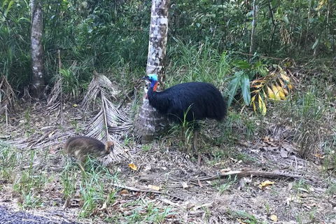 Daintree Luxury Limousine Tour - Full Day - Accommodation Great Ocean Road 8