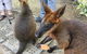 Daintree Luxury Limousine Tour - Full Day - thumb 7