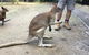 Daintree Luxury Limousine Tour - Full Day - thumb 10