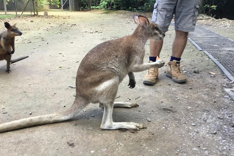 Daintree Luxury Limousine Tour - Full Day - Accommodation Great Ocean Road 10
