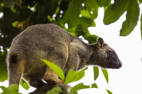 Cairns & Port Douglas All-Inclusive 7 Days Touring Package - Accommodation Great Ocean Road 8