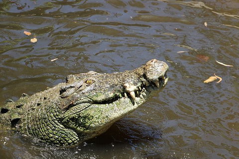 Virtual Interactive Australian Wildlife Tour With Private Guide-Wildlife Habitat - Accommodation Great Ocean Road 2