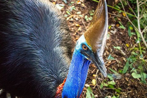 Virtual Interactive Australian Wildlife Tour With Private Guide-Wildlife Habitat - Accommodation Great Ocean Road 5