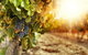 Kangaroo Island Half Day Food And Wine Trail Tour - thumb 0