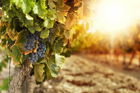 Kangaroo Island Half Day Food And Wine Trail Tour - Accommodation Great Ocean Road 0