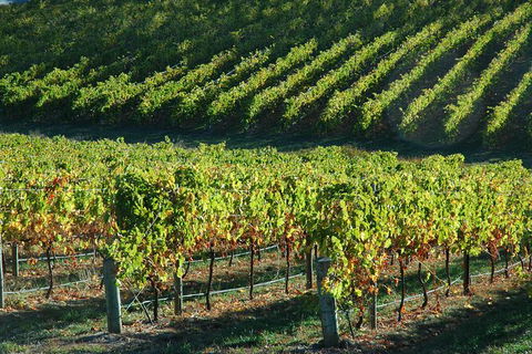 Adelaide Hills Wineries & Hahndorf - Accommodation Great Ocean Road 10