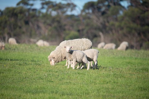Fine Flavours - Full Day Kangaroo Island Food & Wine Tour - Accommodation Great Ocean Road 9
