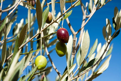 Fine Flavours - Full Day Kangaroo Island Food & Wine Tour - Accommodation Great Ocean Road 3