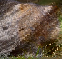 Cradle Mountain Wildlife Spotting after Dark - Accommodation Great Ocean Road
