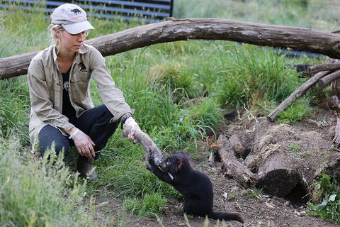 After Dark Tasmanian Devil Feeding Tour At Cradle Mountain - Accommodation Great Ocean Road 3