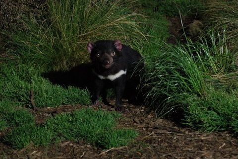 After Dark Tasmanian Devil Feeding Tour At Cradle Mountain - Accommodation Great Ocean Road 1