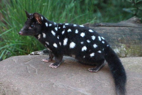After Dark Tasmanian Devil Feeding Tour At Cradle Mountain - Accommodation Great Ocean Road 5
