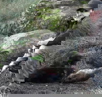 After Dark Tasmanian Devil Feeding Tour at Cradle Mountain - Accommodation Great Ocean Road