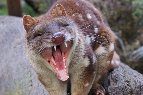 After Dark Tasmanian Devil Feeding Tour At Cradle Mountain - Accommodation Great Ocean Road 4