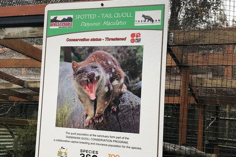 After Dark Tasmanian Devil Feeding Tour At Cradle Mountain - Accommodation Great Ocean Road 2