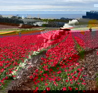 Table Cape Lighthouse Tours - Accommodation Great Ocean Road
