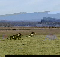 Spend a day in one of Tasmania's best wildlife National Park's - Accommodation Great Ocean Road