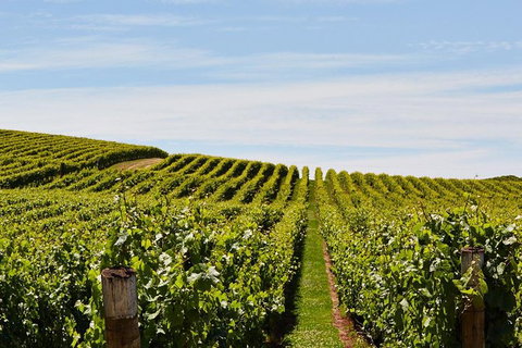 Launceston Wine & Sightseeing Tours - Accommodation Great Ocean Road 3