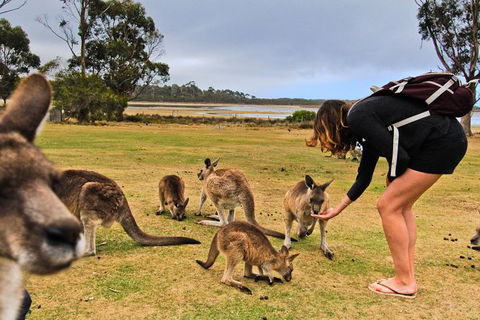 4-Day Fabulous Tasmania Tour: Wineglass Bay, Port Arthur, Devils & Bruny Island - Accommodation Great Ocean Road 5