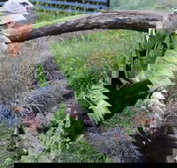1-Hour Tasmanian Devil Feeding Day Tour at Cradle Mountain - Accommodation Great Ocean Road