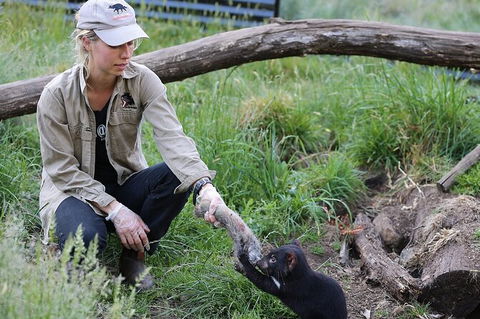 1-Hour Tasmanian Devil Feeding Day Tour At Cradle Mountain - Accommodation Great Ocean Road 0