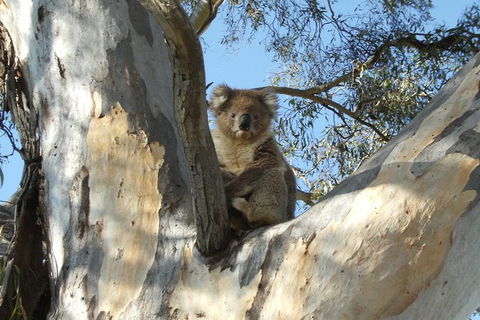 Tahbilk Winery And Wetlands Tour With Local Wine Ambassador Including Lunch, Wine Tasting And A Wine Making Class - Accommodation Great Ocean Road 1