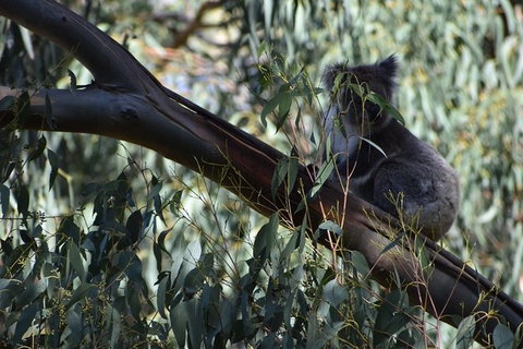 Great Ocean Road Tour Plus Koalas, Forest Walk And Morning Tea. - Accommodation Great Ocean Road 2