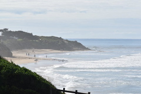 Great Ocean Road Tour Plus Koalas, Forest Walk And Morning Tea. - Accommodation Great Ocean Road 10