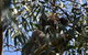 Great Ocean Road Tour Plus Koalas, Forest Walk And Morning Tea. - thumb 6