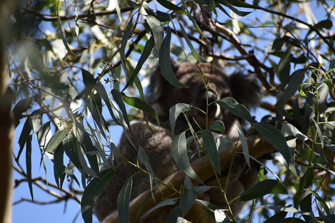 Great Ocean Road Tour Plus Koalas, Forest Walk And Morning Tea. - Accommodation Great Ocean Road 6
