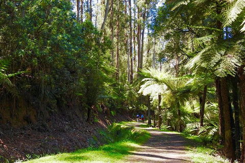 Half-Day Biking Activity From Aqueduct To California Redwoods - Accommodation Great Ocean Road 2