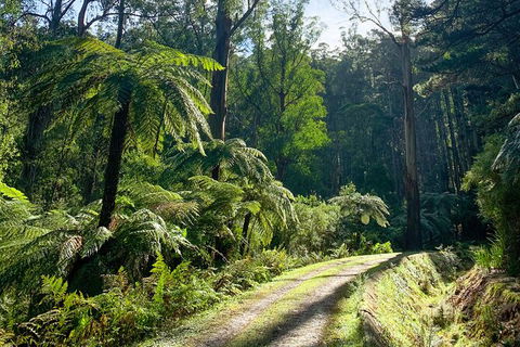 Half-Day Biking Activity From Aqueduct To California Redwoods - Accommodation Great Ocean Road 1