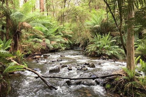 Half-Day Biking Activity From Aqueduct To California Redwoods - Accommodation Great Ocean Road 3