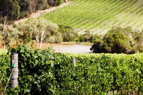 Mornington Peninsula 2-6 Guests With Lunch And Art Walk At Pt Leo Estate - Accommodation Great Ocean Road 5