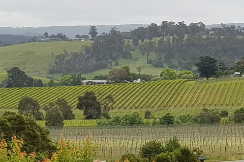 Yarra Valley Wine Tasting Day Tour From Melbourne - Accommodation Great Ocean Road 0