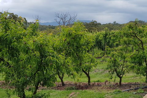 Yarra Valley Wineries And Rayners Orchard Tour From Melbourne - Accommodation Great Ocean Road 16
