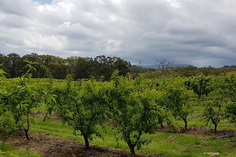 Day Tour Of Yarra Valley Puffing Billy And Rayners Orchard - Accommodation Great Ocean Road 42
